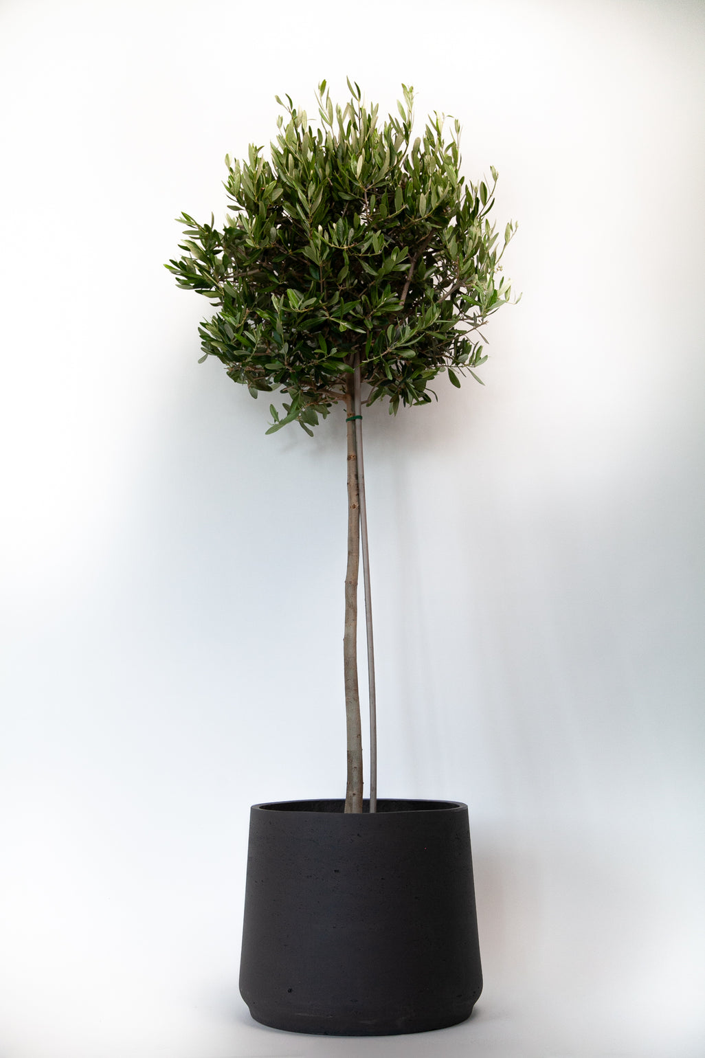 products/Largeoliveinapatt_1397b967-94d0-4f05-b507-118657c2fcd6.jpg